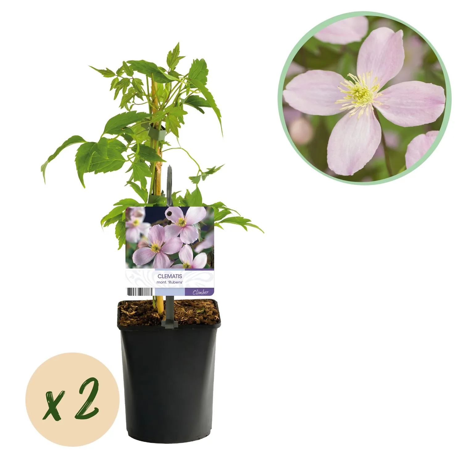 Plant and Stories Rubens clématite grimpante lot de 2