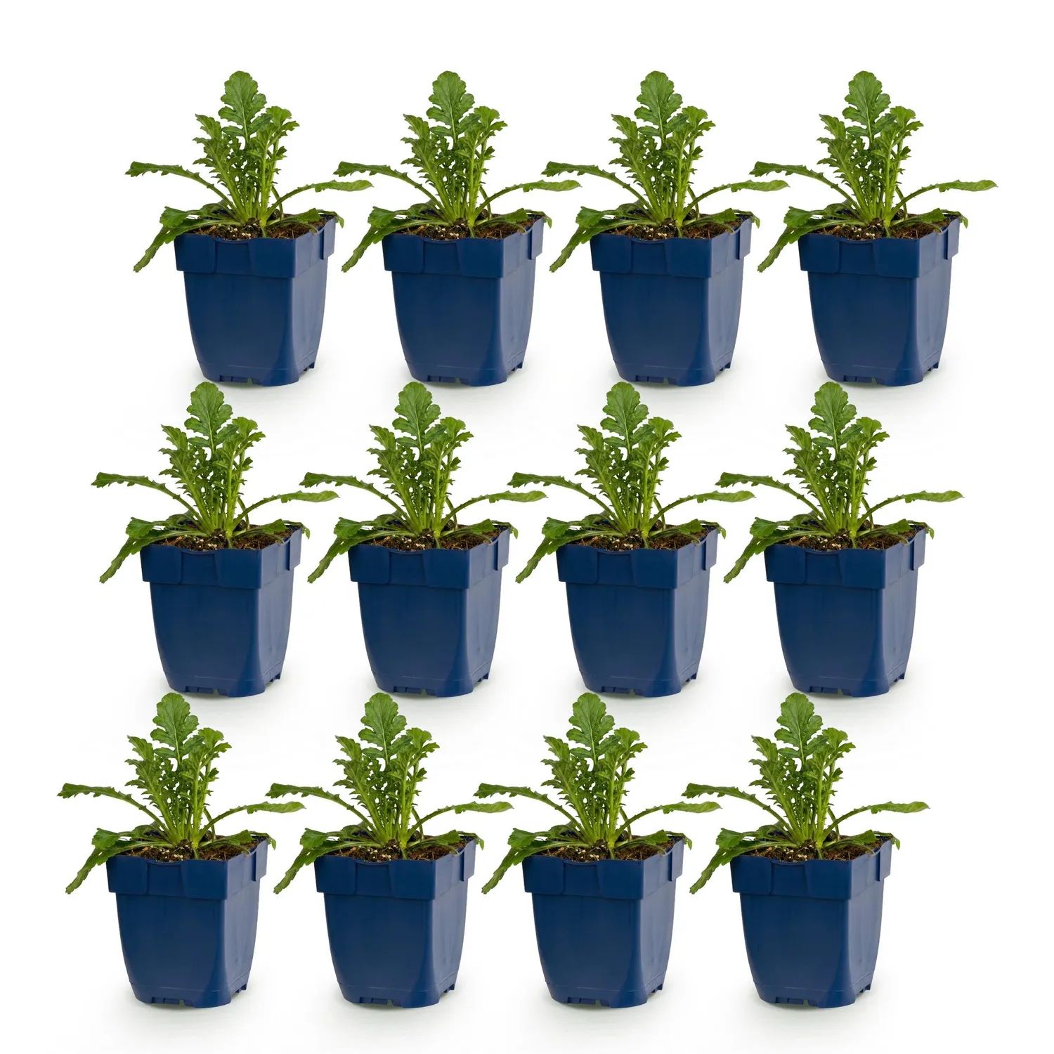 Plant and Stories Butterfly Blue scabieuse vivace pot 11 cm lot 6