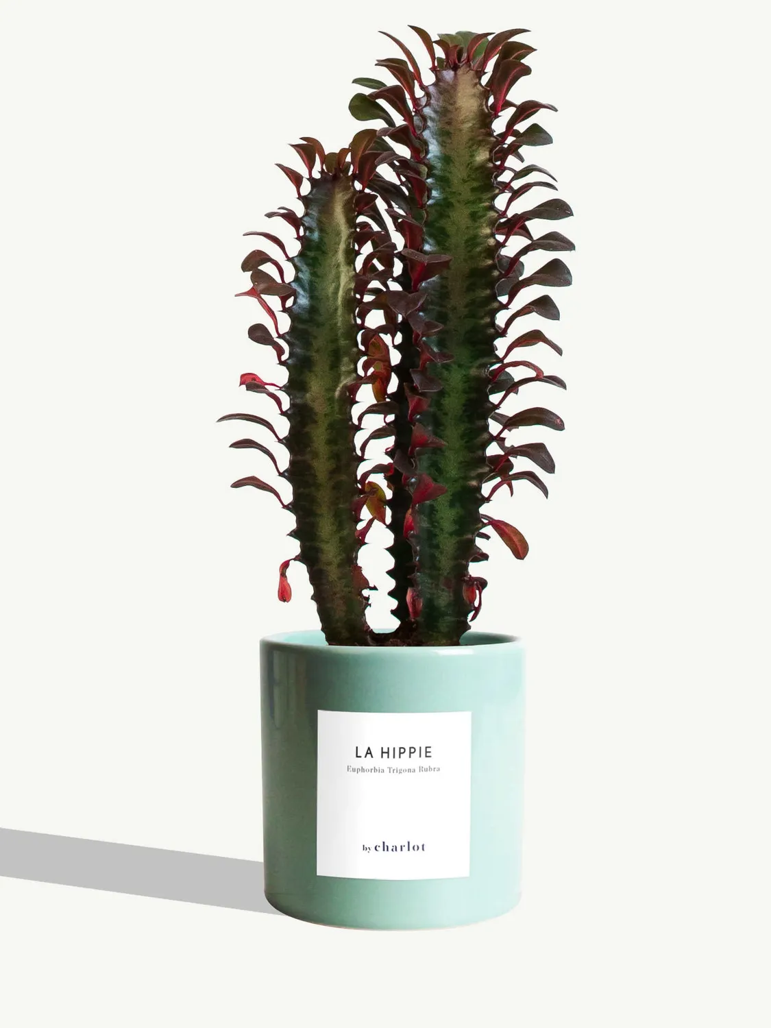 By Charlot La Hippie plante euphorbia rubra 10 cm