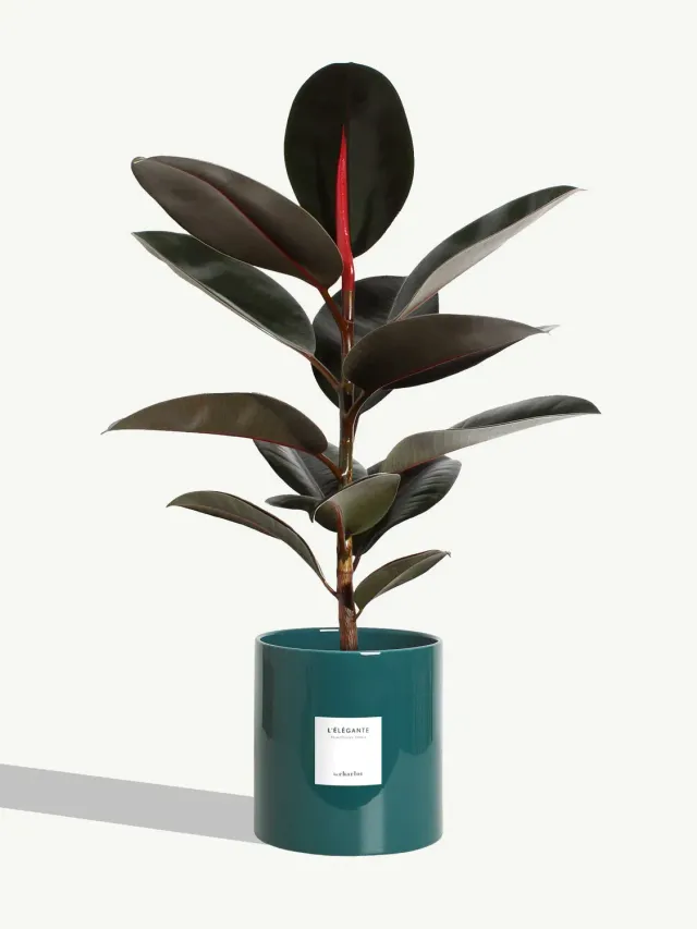 By Charlot L'Élégante très grande plante céramique maldive
