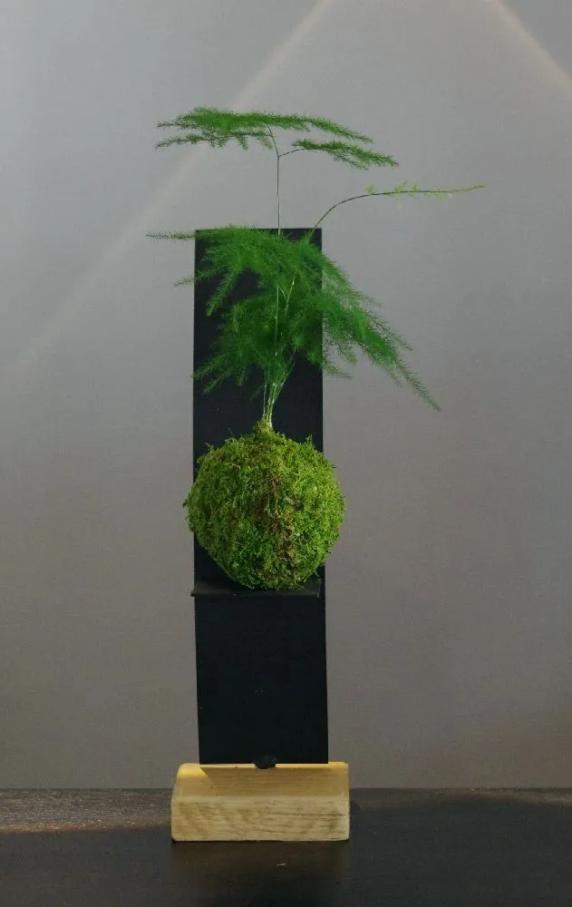 AQUAPHYTE Helmoltz kokedama Magnet asparagus fin
