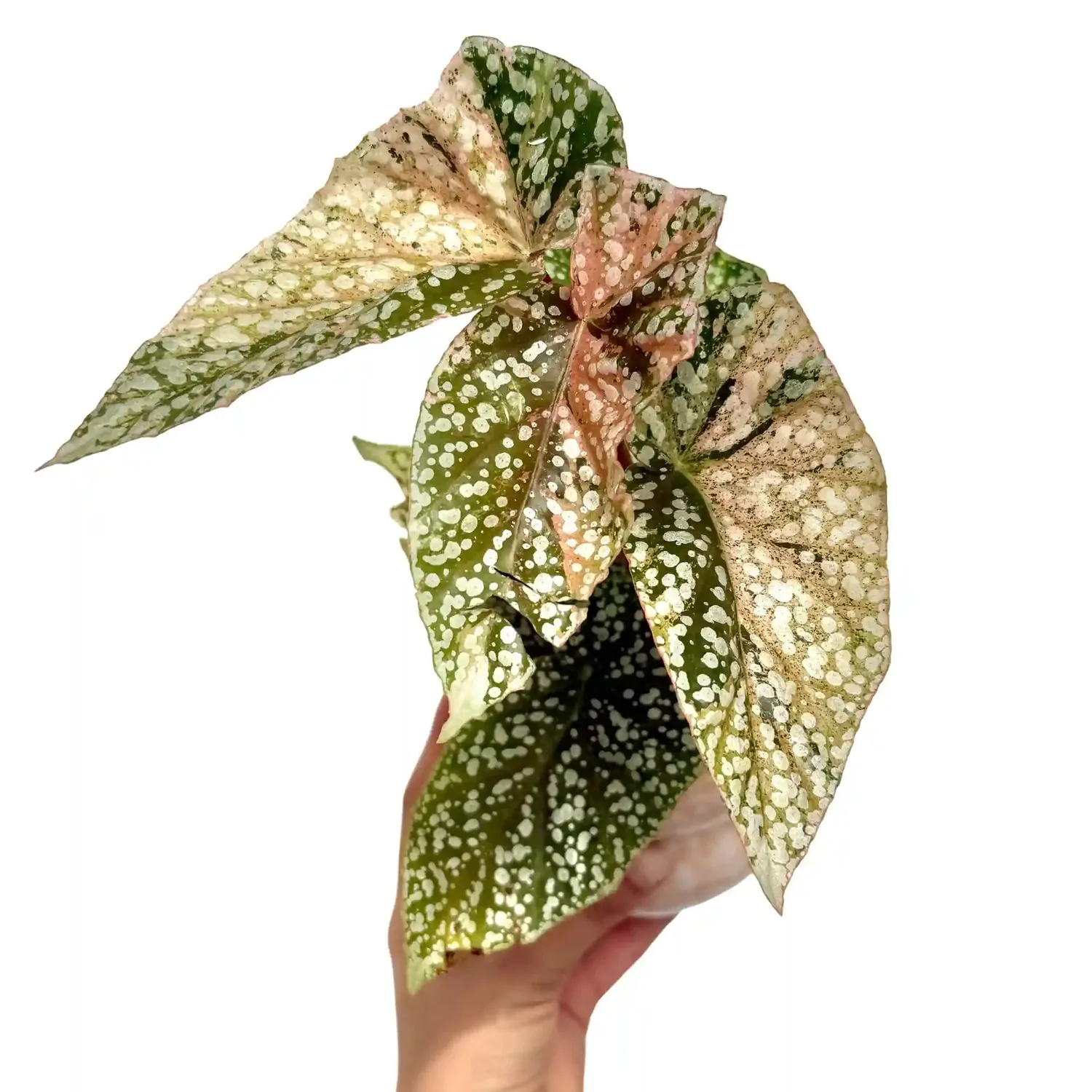Plant and Stories Begonia Snowcap Variegata plante pot 7 cm