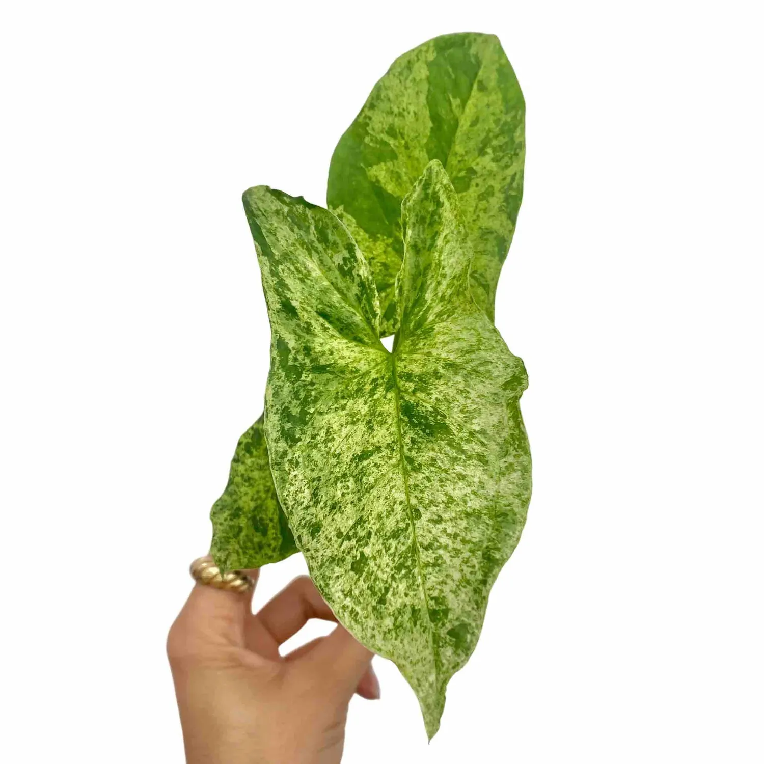 Syngonium Mojito plante intérieur pot 6 cm marbrée