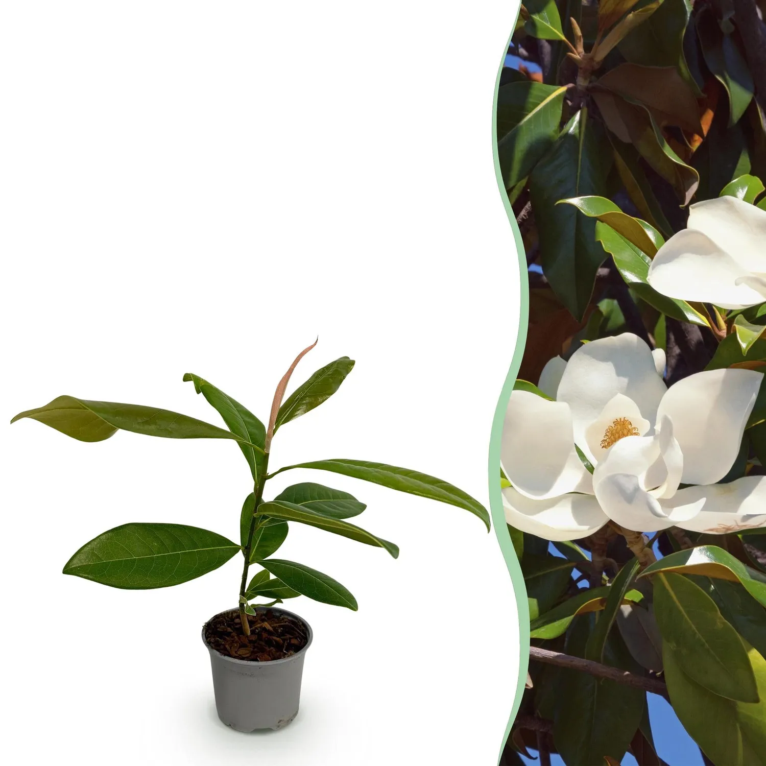 Plant and Stories Magnolia Grandiflora arbuste pot 12cm blanc
