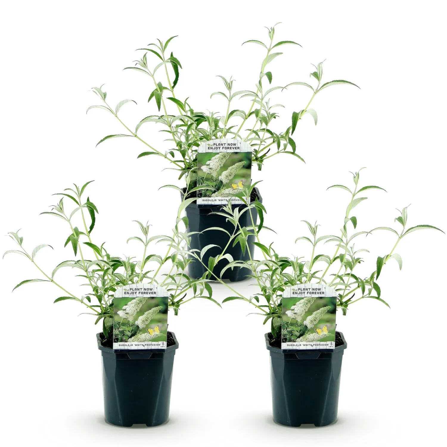 Plant and Stories Buddleja White Profusion arbuste pot 17 cm mellifère