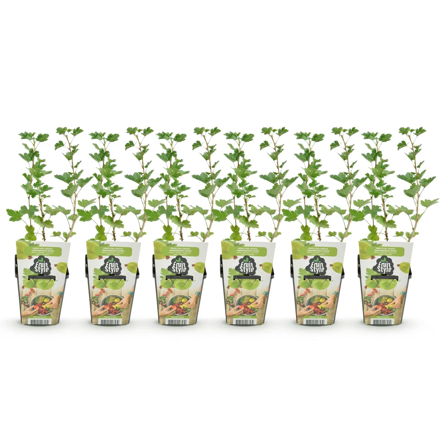 Plant and Stories Groseillier Hinnonmäki fruitier lot 3 pot 9cm sucré