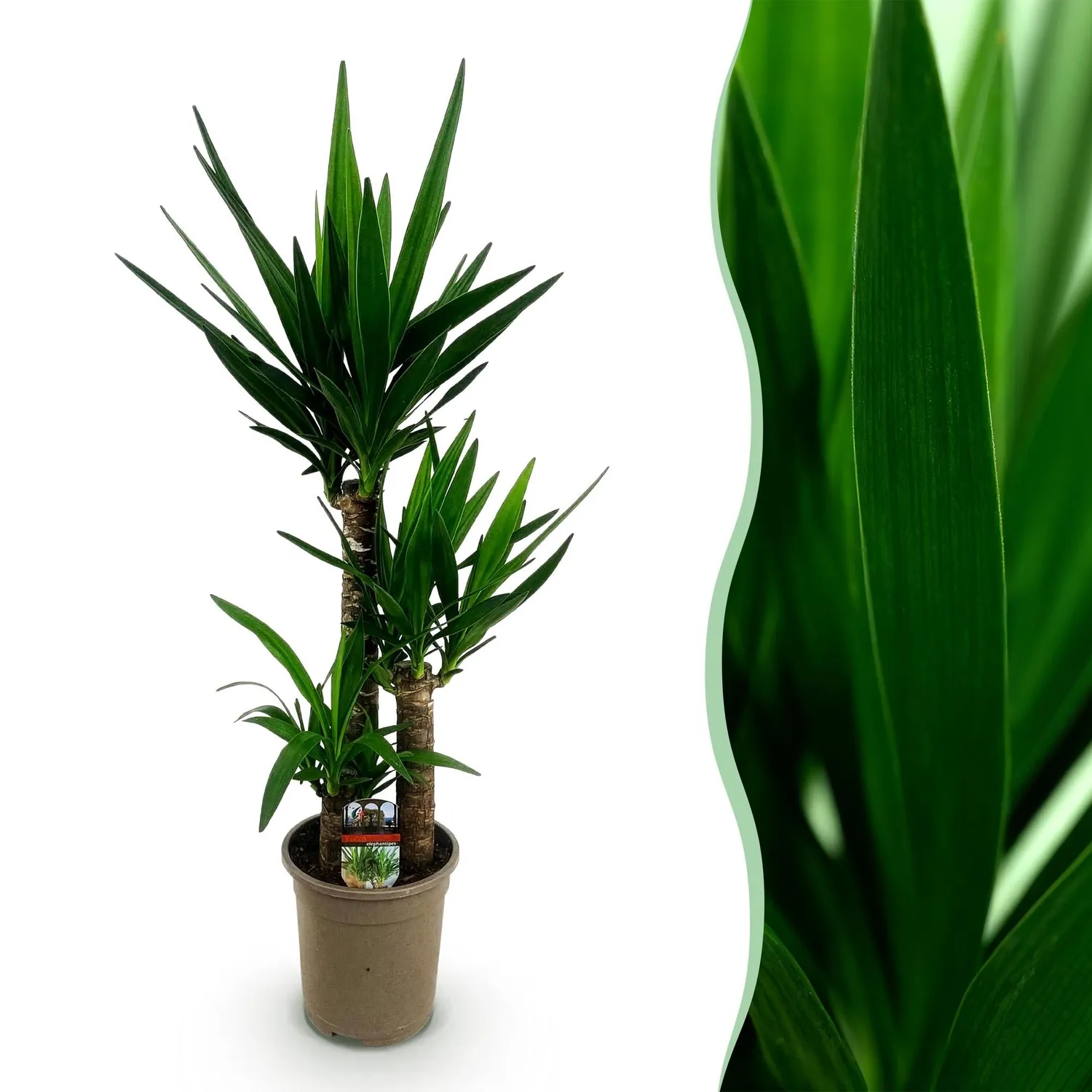 Plant and Stories Yucca Elephantipes plante 100 cm pot 21 cm