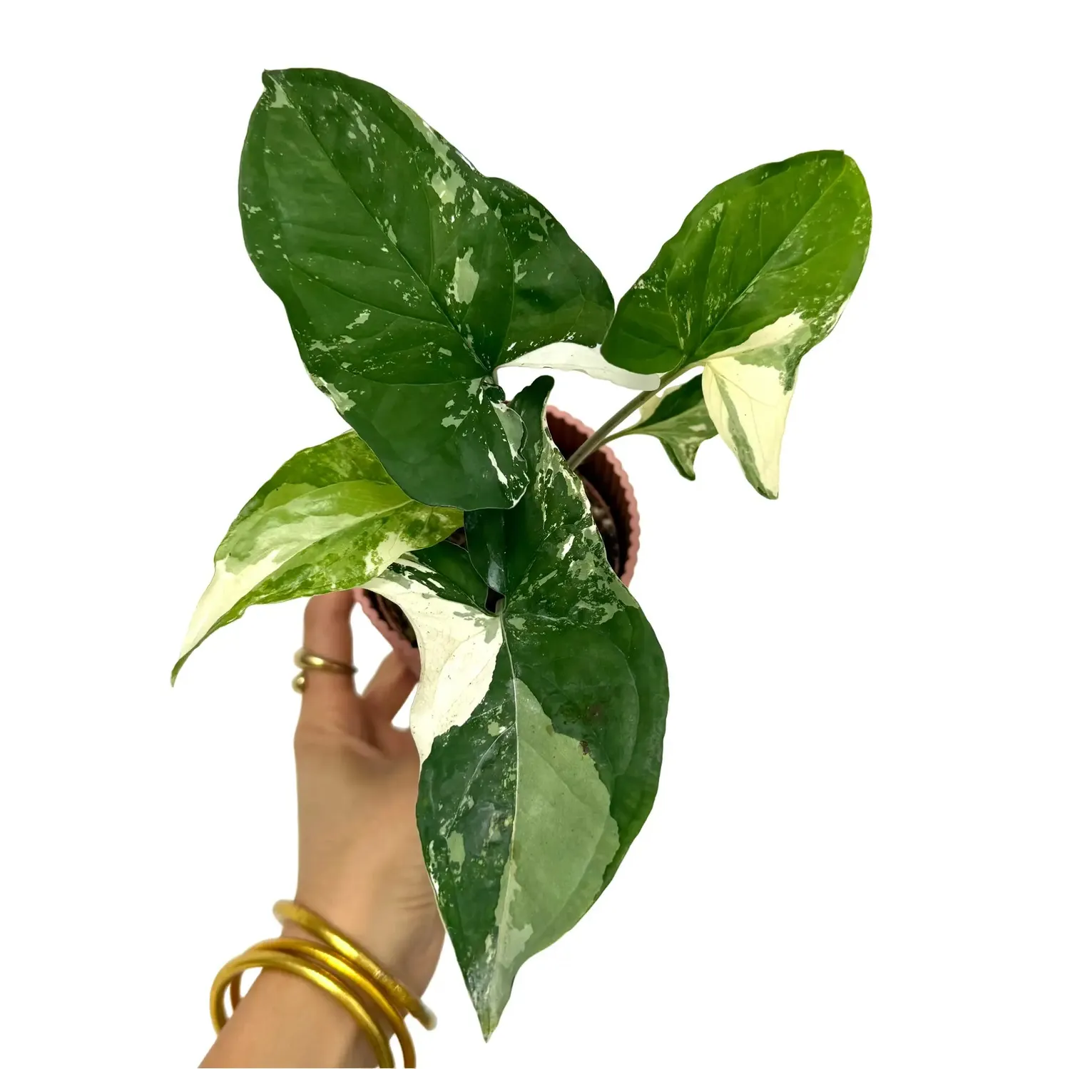 Plant and Stories Syngonium Albo Variegata plante d’intérieur pot 6 cm blanc
