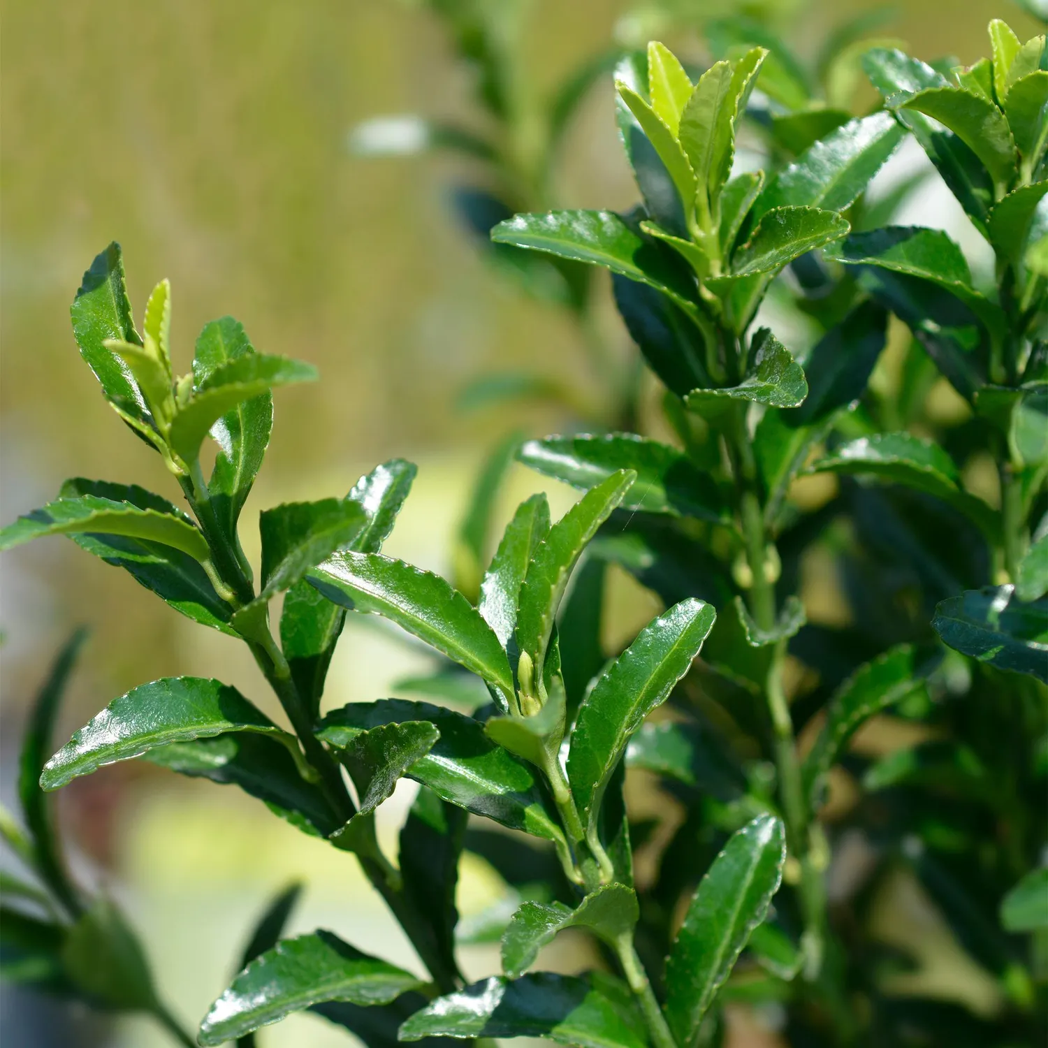 Plant and Stories Fusain Green Spire haie persistante 8 plants 9cm