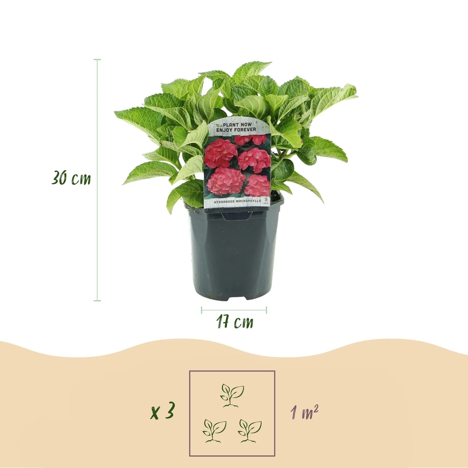 Plant and Stories Hortensia Macrophylla arbuste 1 plante rouge