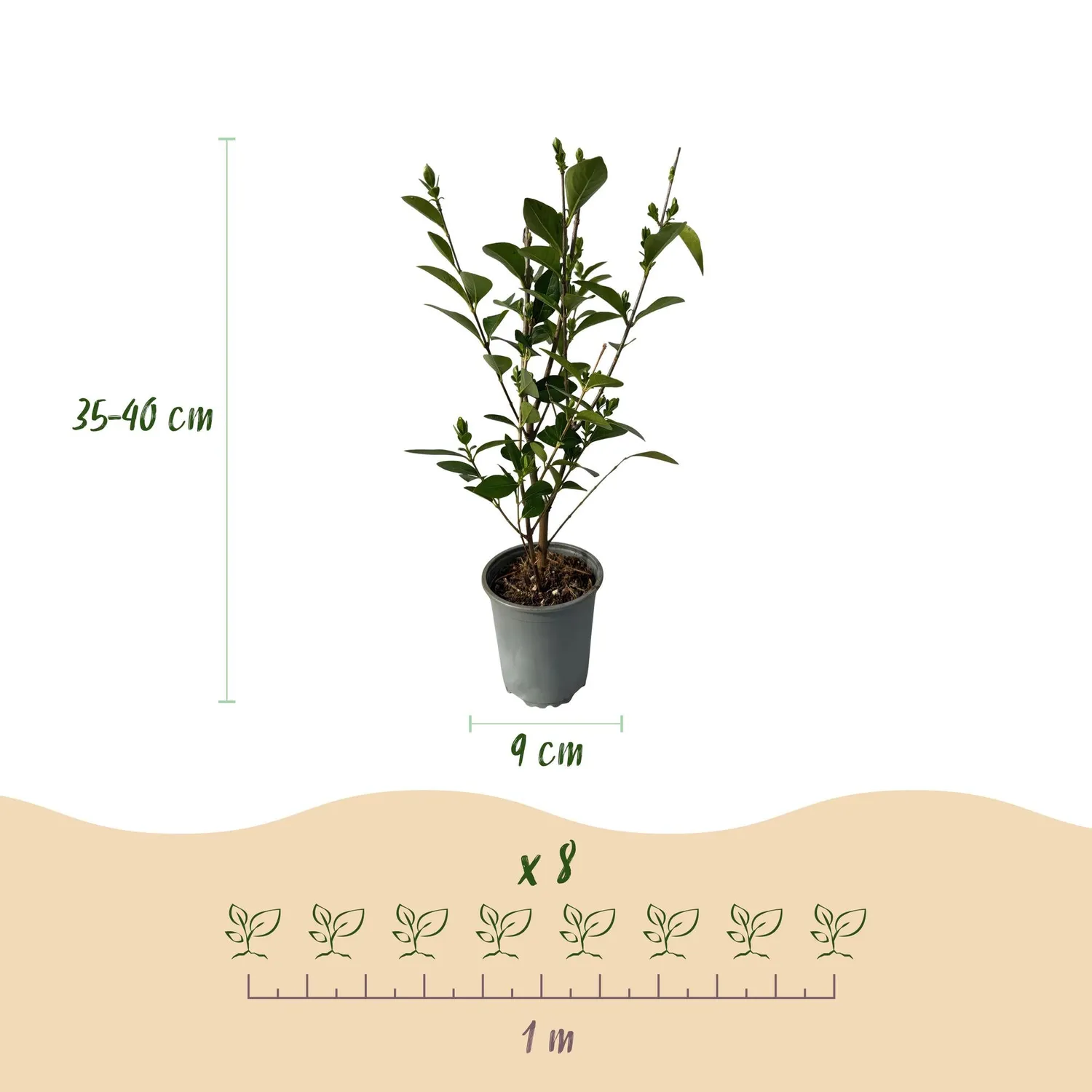 Plant and Stories Troène haie brise-vue 8 plants pot 9 cm