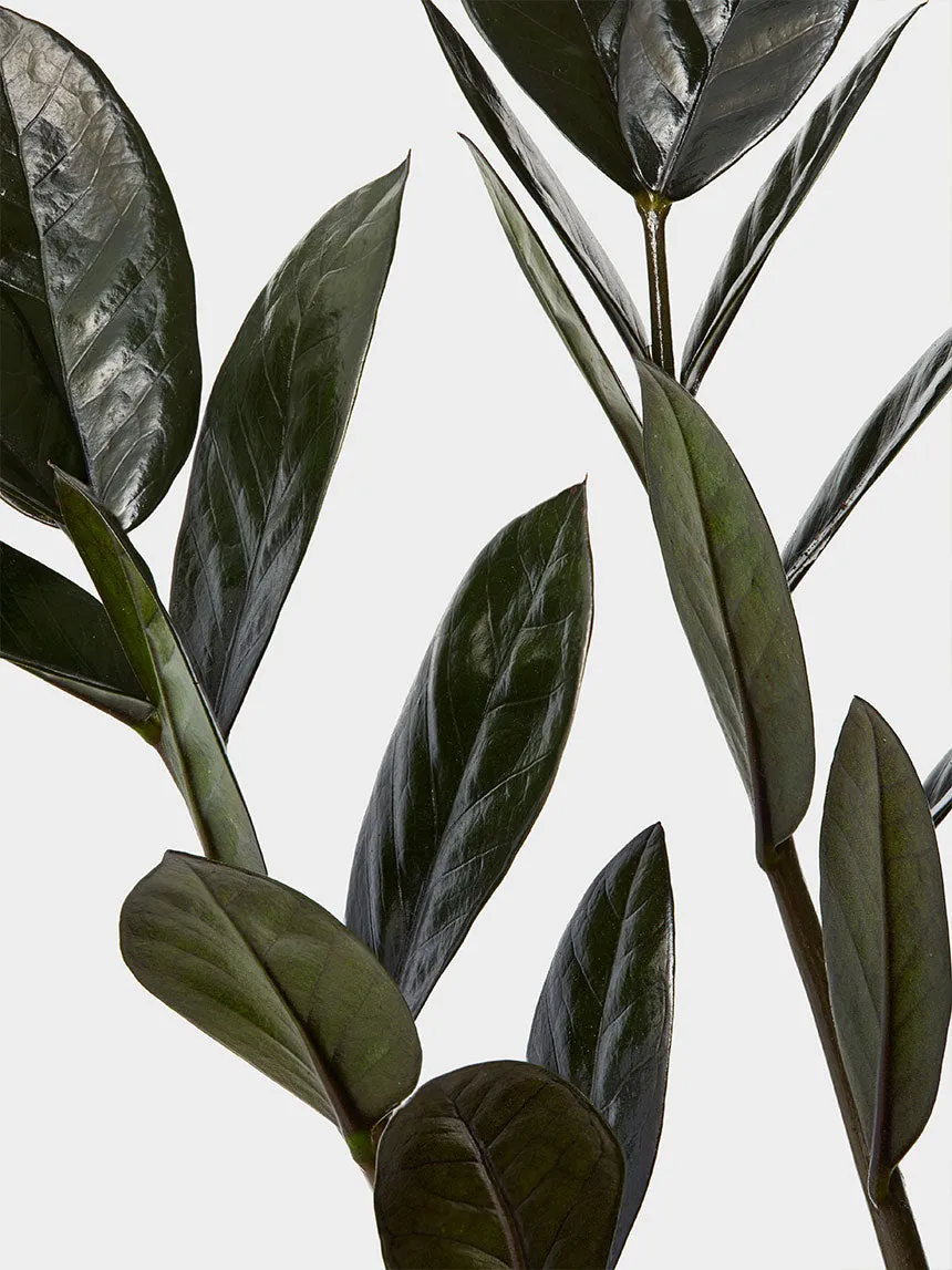 By Charlot L'Extravagante recharge Zamioculcas pot céramique