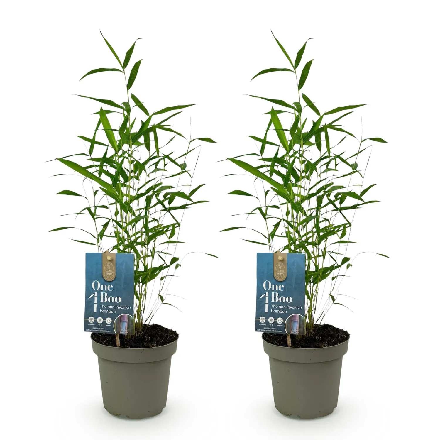 Plant and Stories Blue Dragon bambou Fargesia pot 14 cm