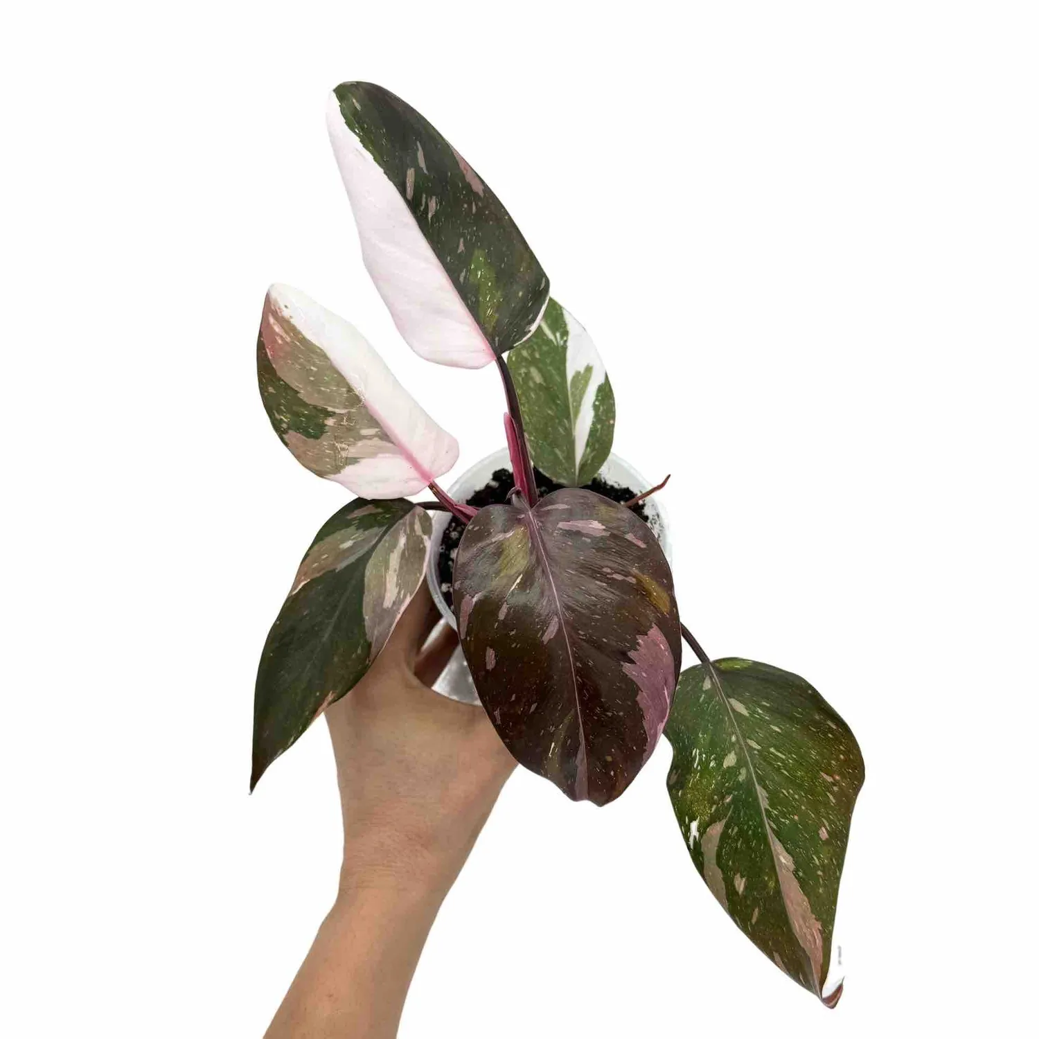 Plant and Stories Philodendron Red Anderson plante pot 6 cm rouge