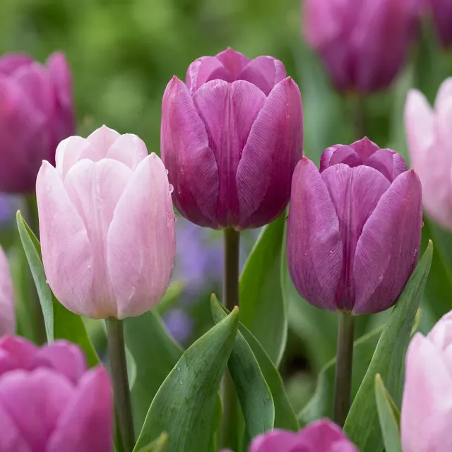 Plant and Stories Prince tulipe 40 bulbes mélange