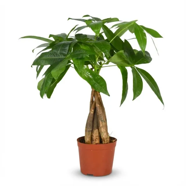 Plant and Stories Pachira Aquatica arbre à argent pot 12 cm 40 cm