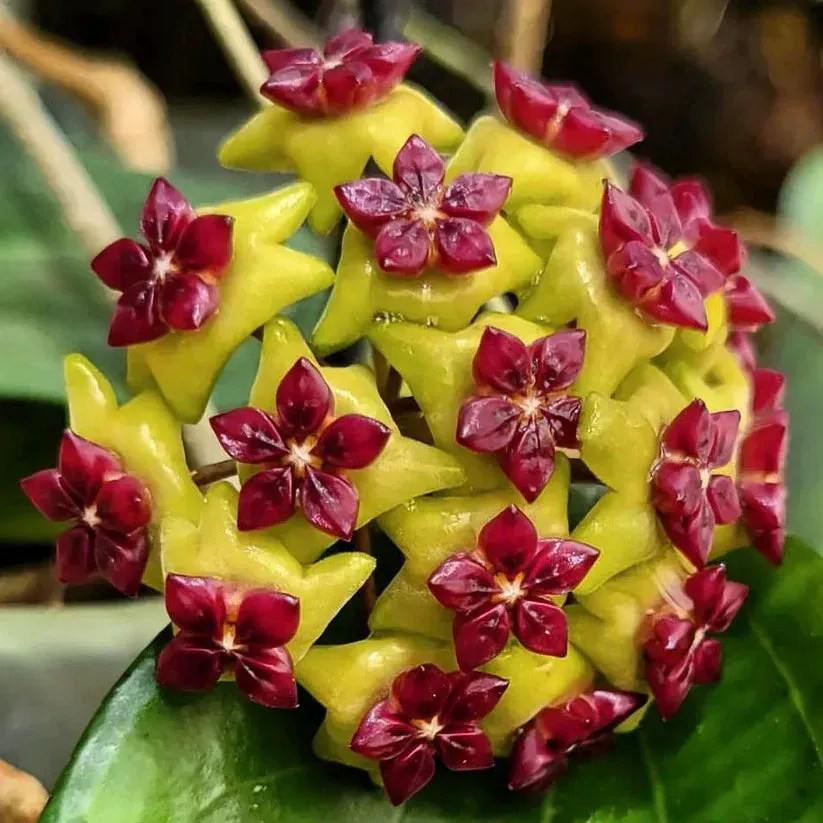 Plant and Stories Hoya Cinnamomifolia plante pot 10,5 cm nervures claires