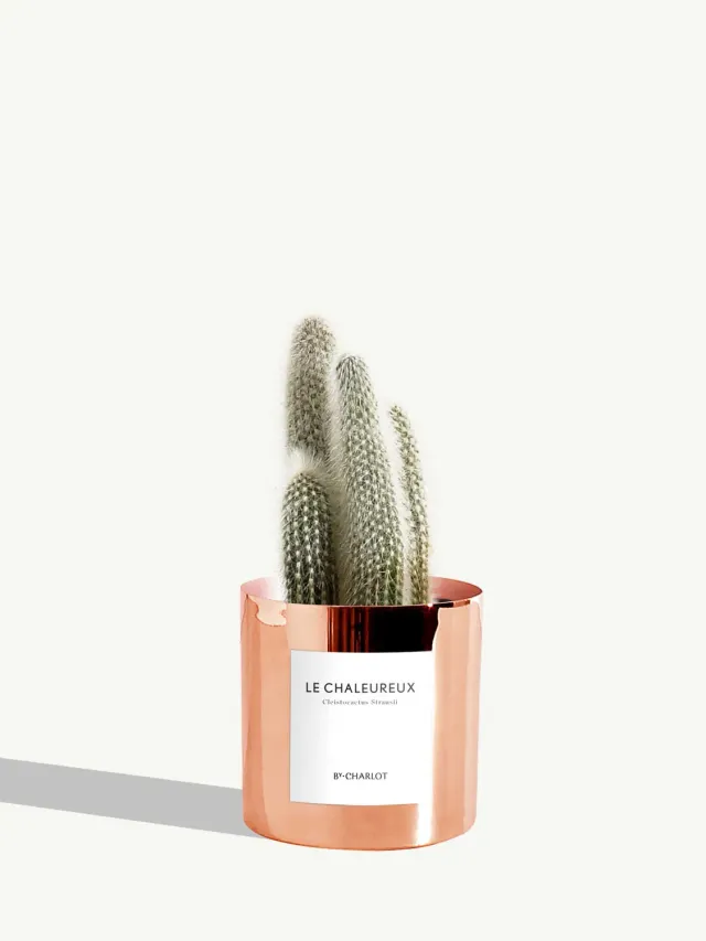 By Charlot Le Chaleureux cactus Cleistocactus pot 10 cm