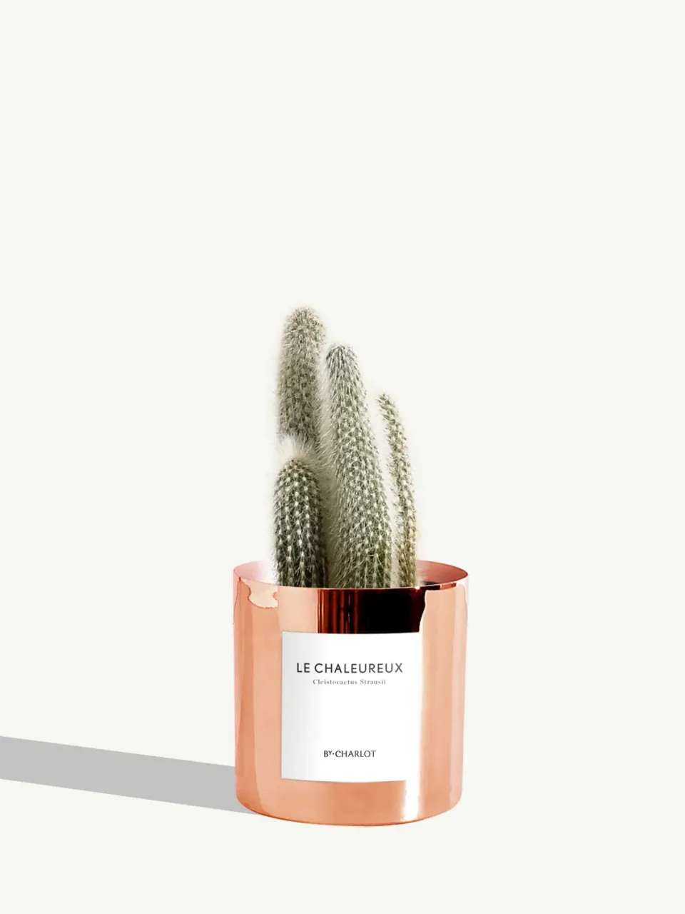 By Charlot Le Chaleureux cactus Cleistocactus pot 10 cm