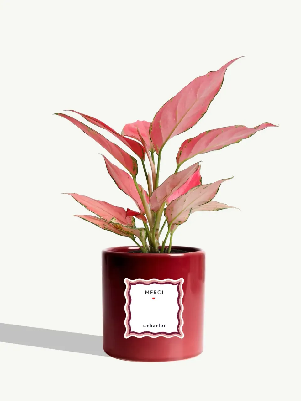 By Charlot La Rayonnante plante verte d'intérieur