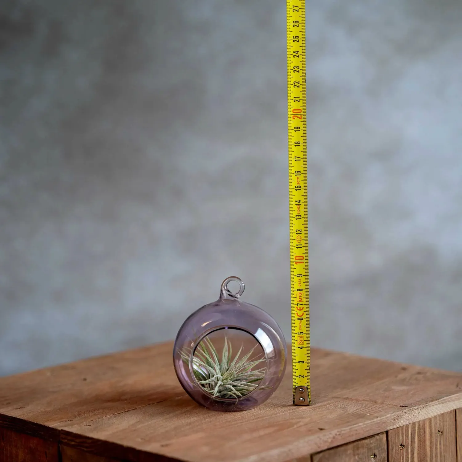 Airplantshop boule en verre 8 cm plante aérienne tillandsia