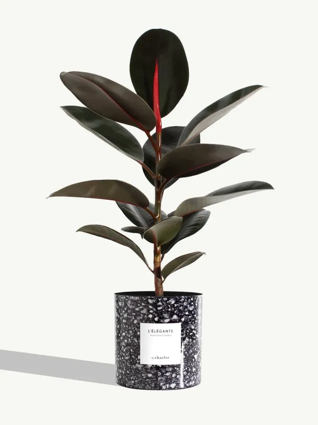 By Charlot L’Élégante très grande plante bleu saphir