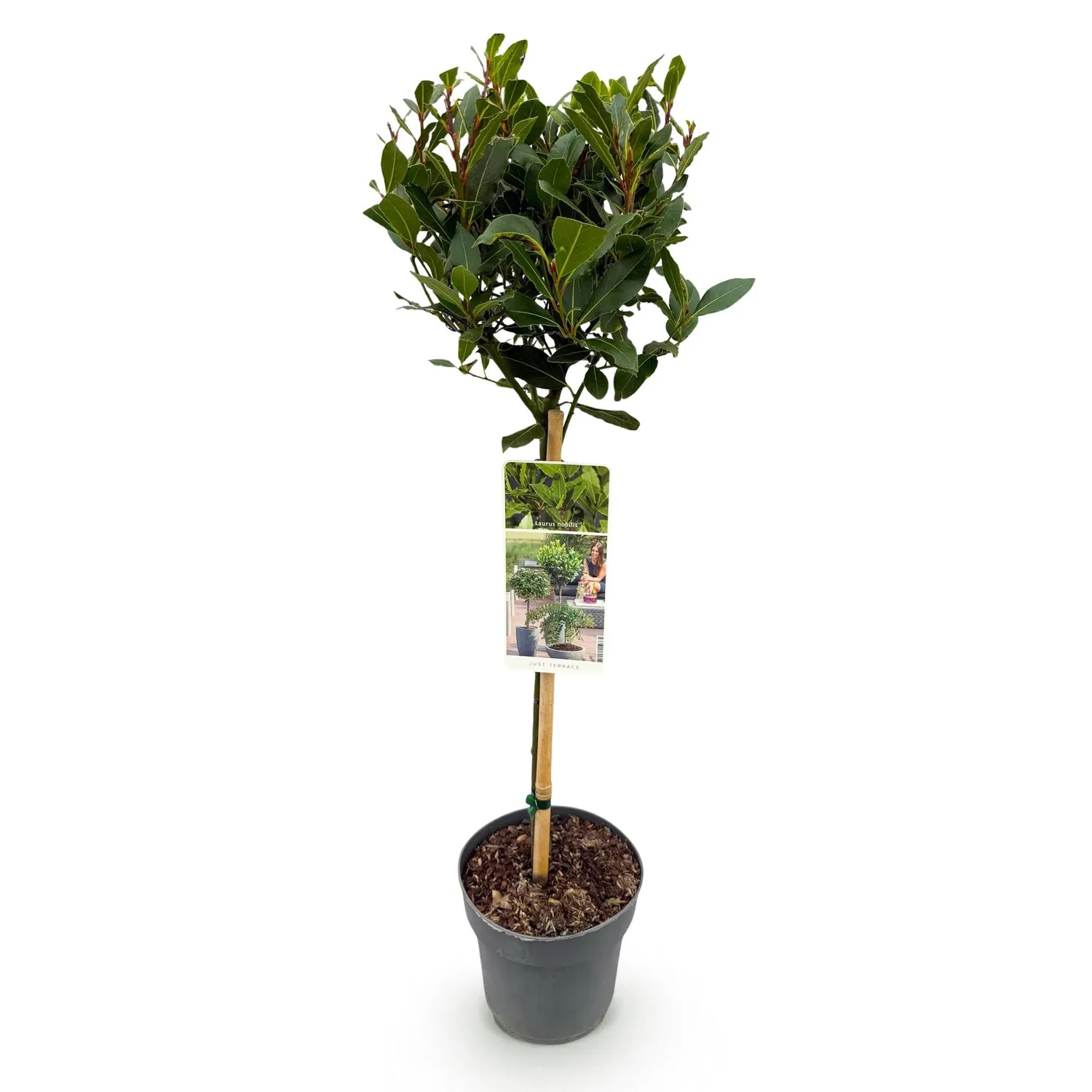 Plant and Stories Nobilis laurier-sauce tige pot 19 cm 90 cm