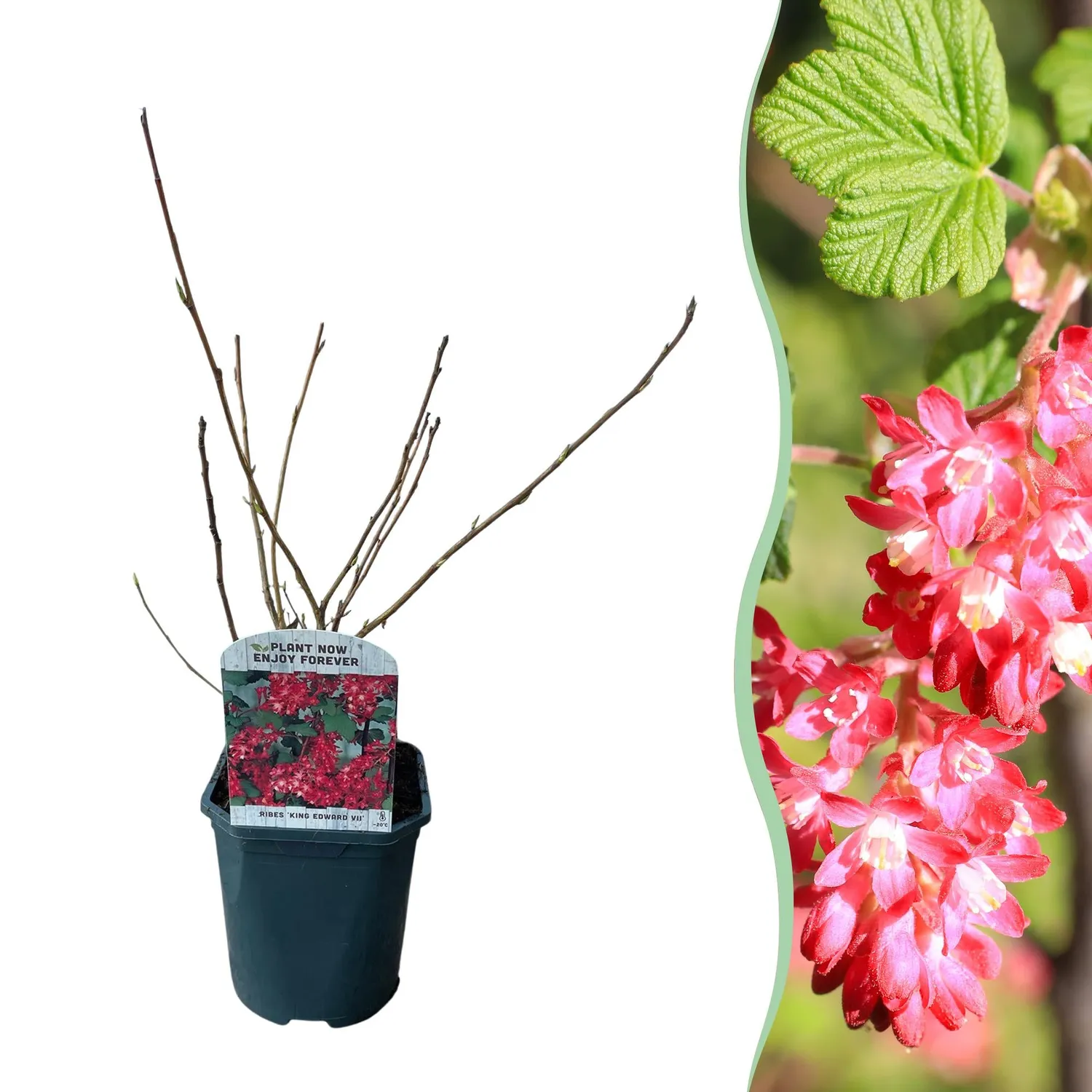 Plant and Stories King Edward groseillier à fleurs pot 17 cm rustique