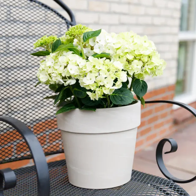 Plant and Stories Magical Nobless hortensia 1 pot 23 cm blanc