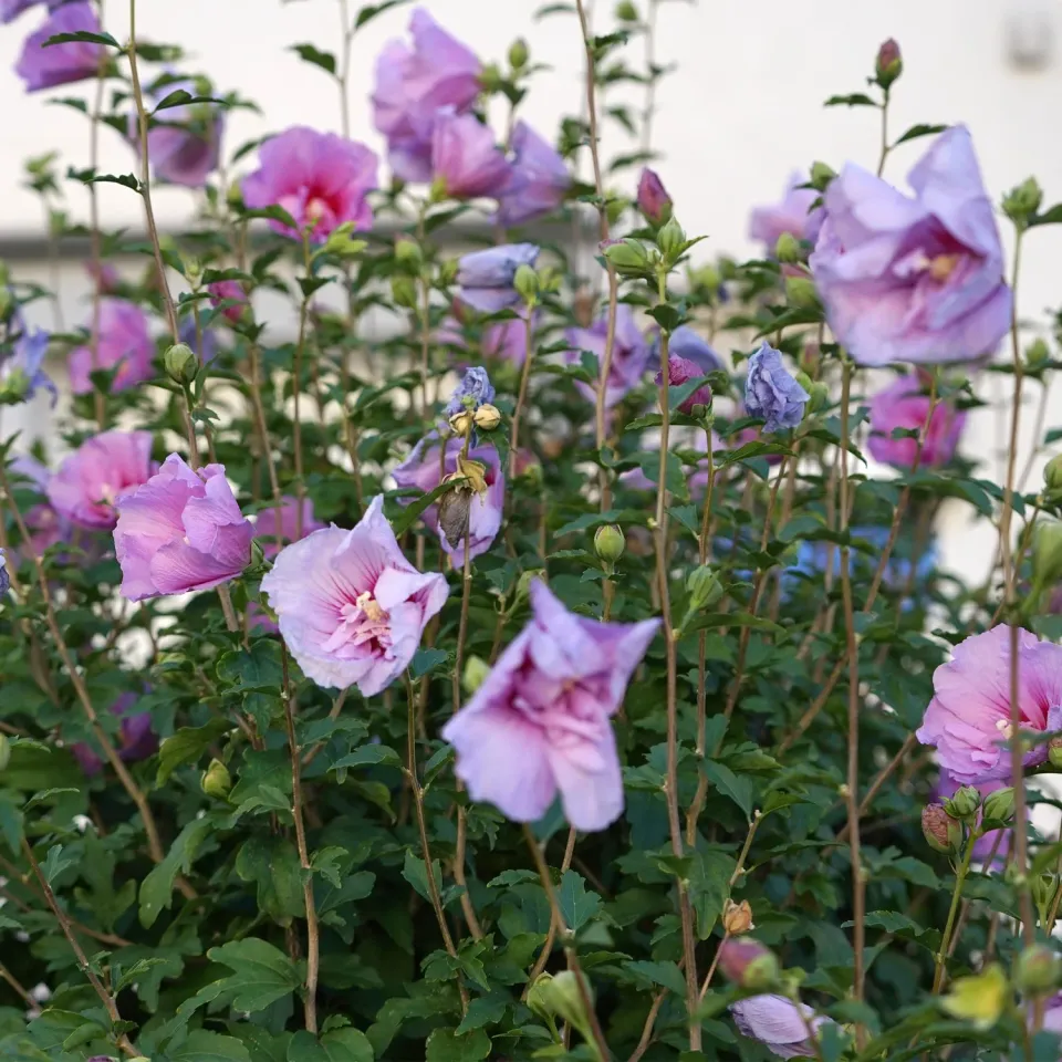 Plant and Stories Hibiscus Lavender Chiffon arbuste fleuri pot 19 cm