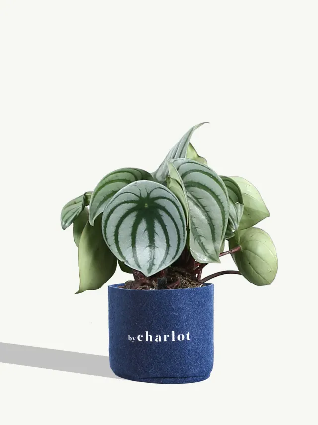 By Charlot Le Magicien recharge de plante verte taille S