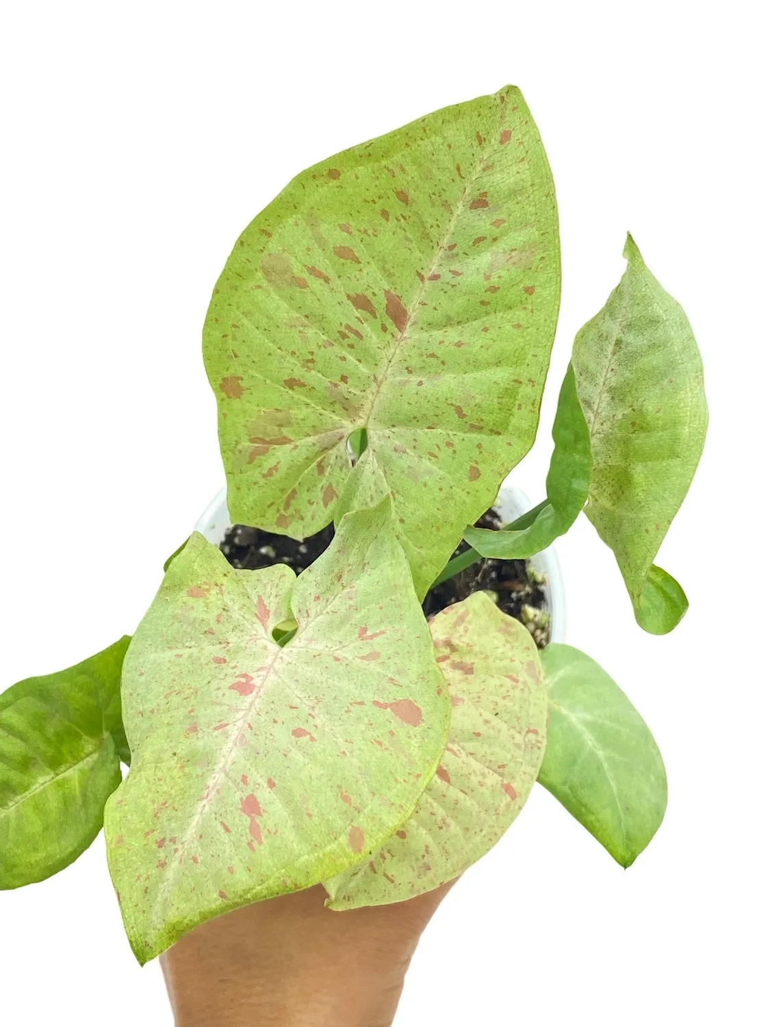 Plant and Stories Syngonium Confetti plante pot 6cm feuillage rose