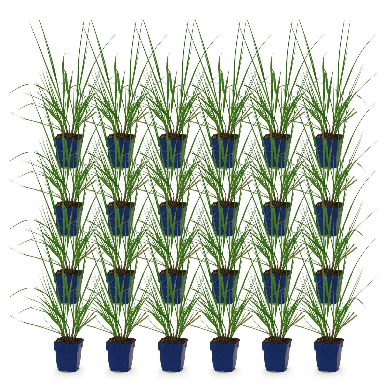 PLANT AND STORIES Herbe aux écouvillons Black Beauty graminée pot 11 cm 1 plant