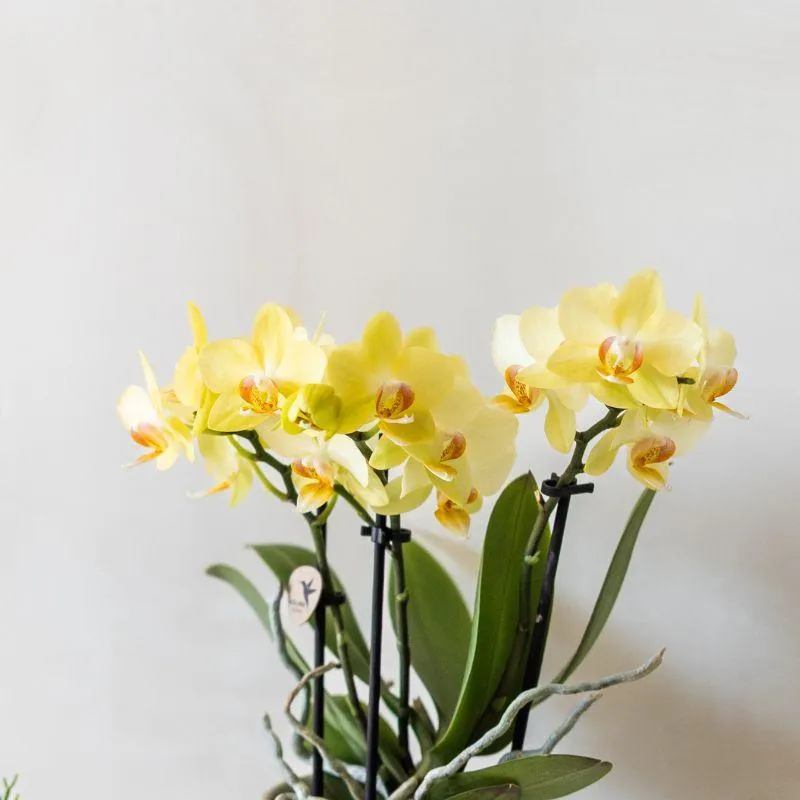 Plant and Stories Albenga orchidée jaune pot 9 cm sans cache-pot