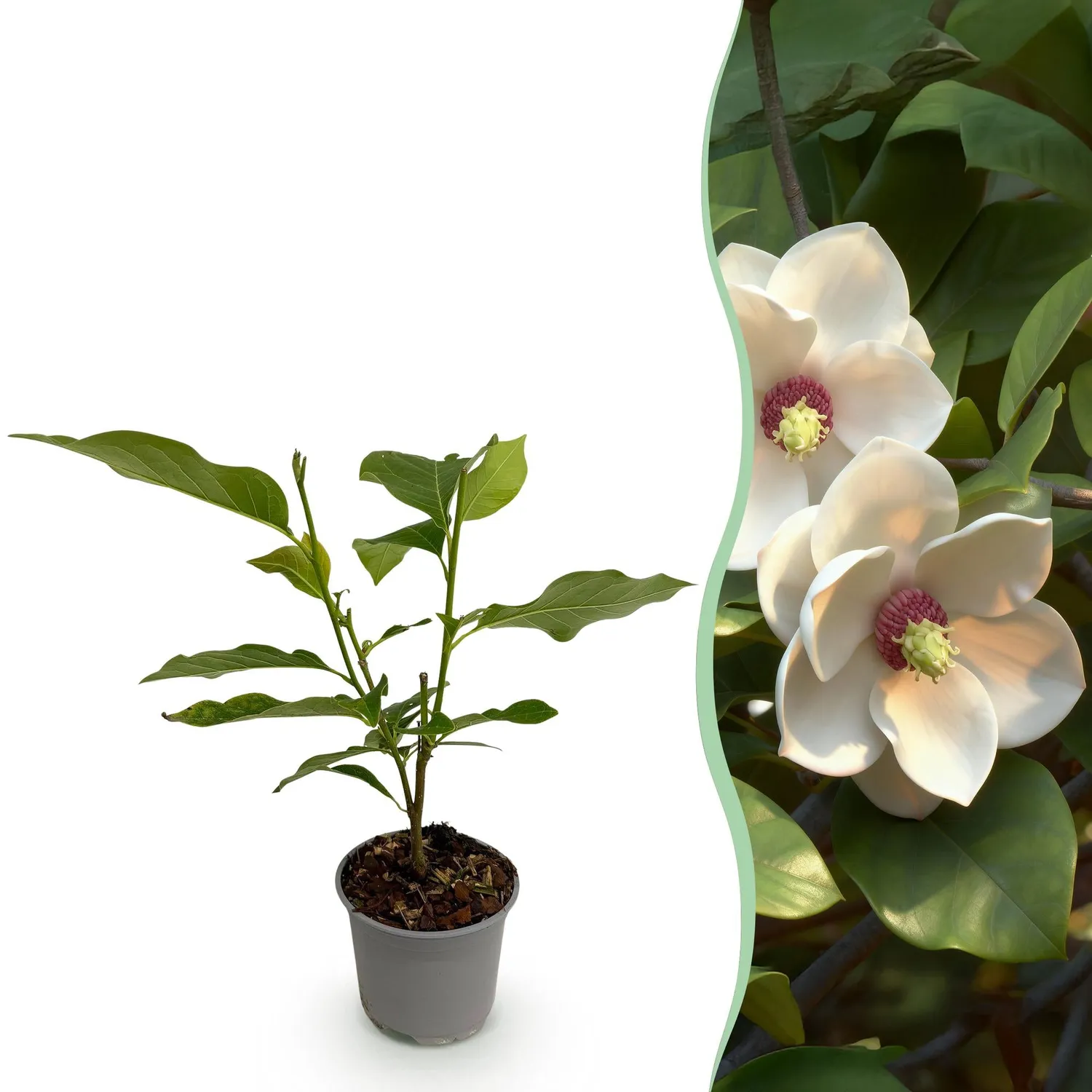 Plant and Stories Magnolia Grandiflora arbuste pot 12cm blanc