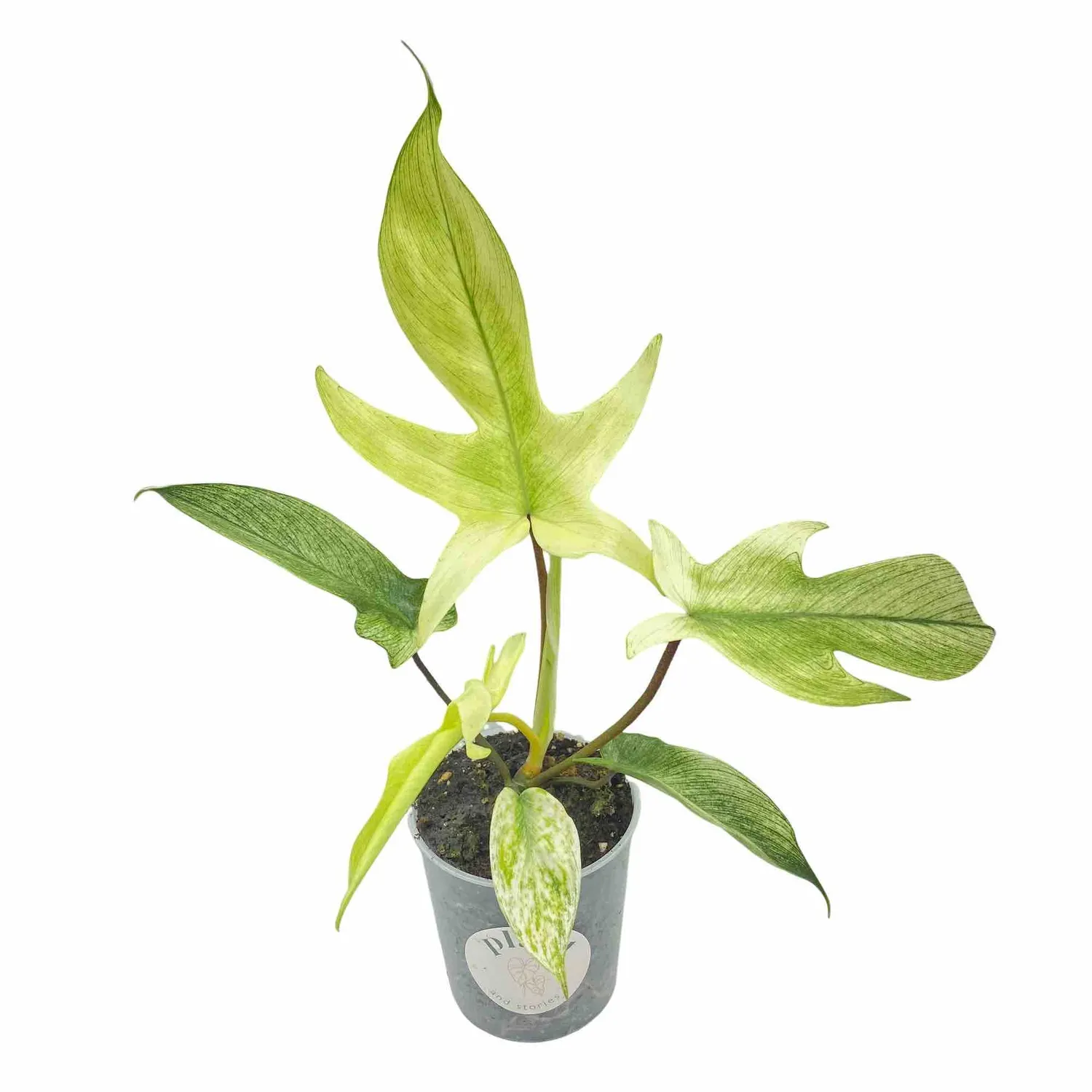 Plant and Stories Philodendron Florida Ghost plante pot 9 cm