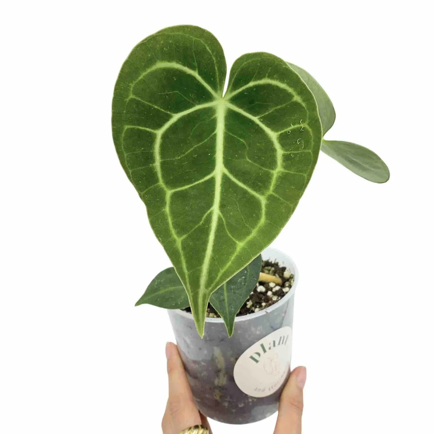 Plant and Stories Anthurium Clarinervium plante velours 12cm