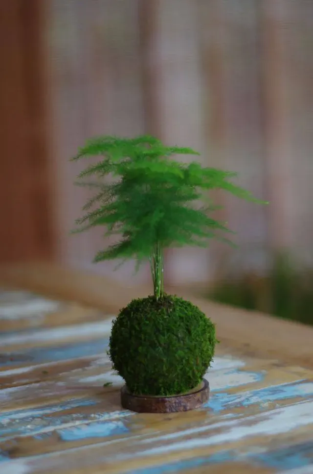 AQUAPHYTE Hiyoko Bassin du Congo kokedama plumeux