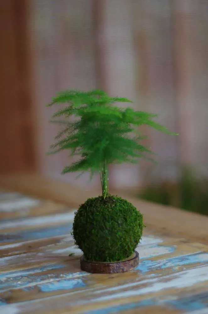 AQUAPHYTE Hiyoko Bassin du Congo kokedama plumeux