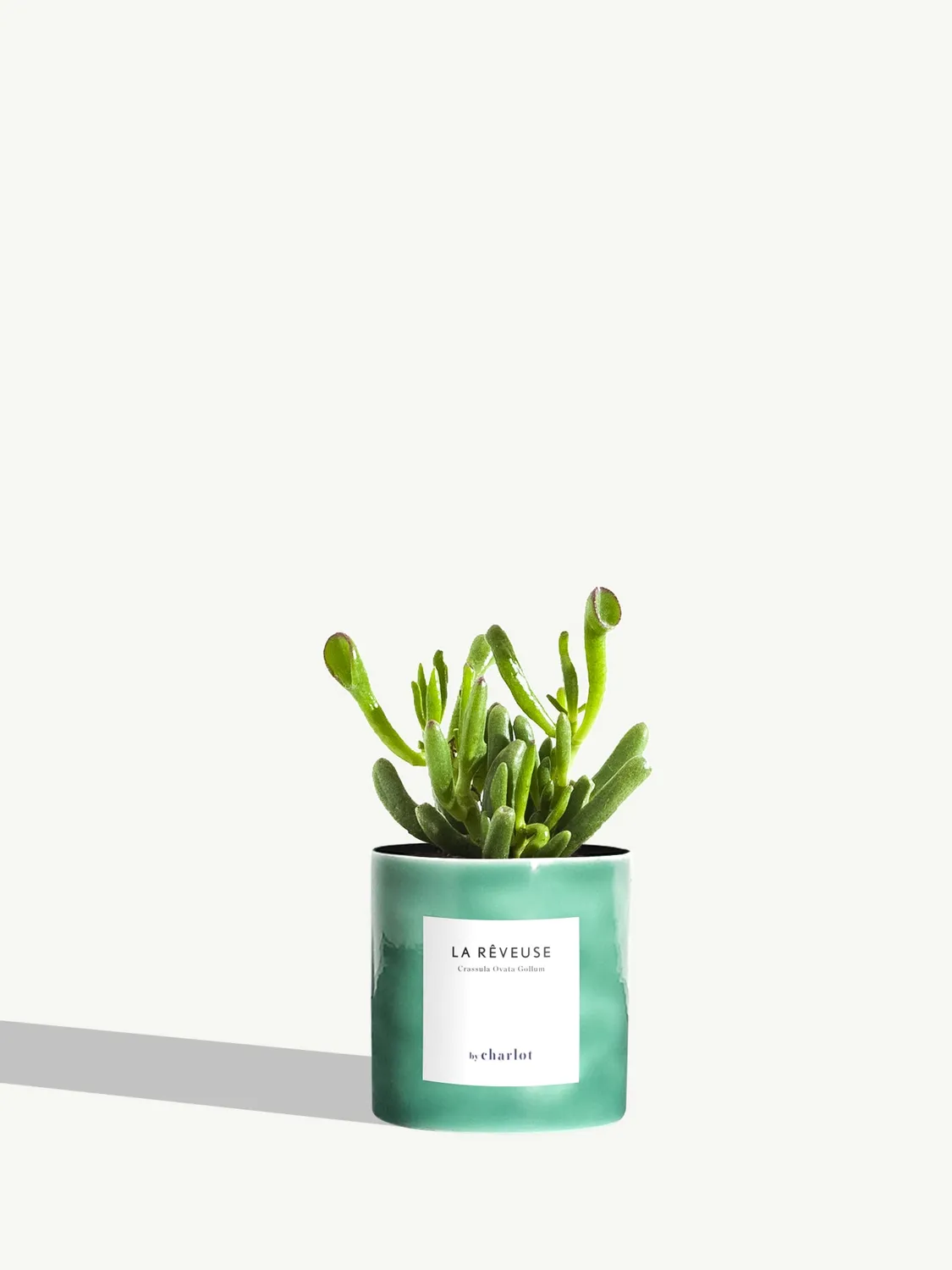 By Charlot La Rêveuse petite plante succulente XS crassula