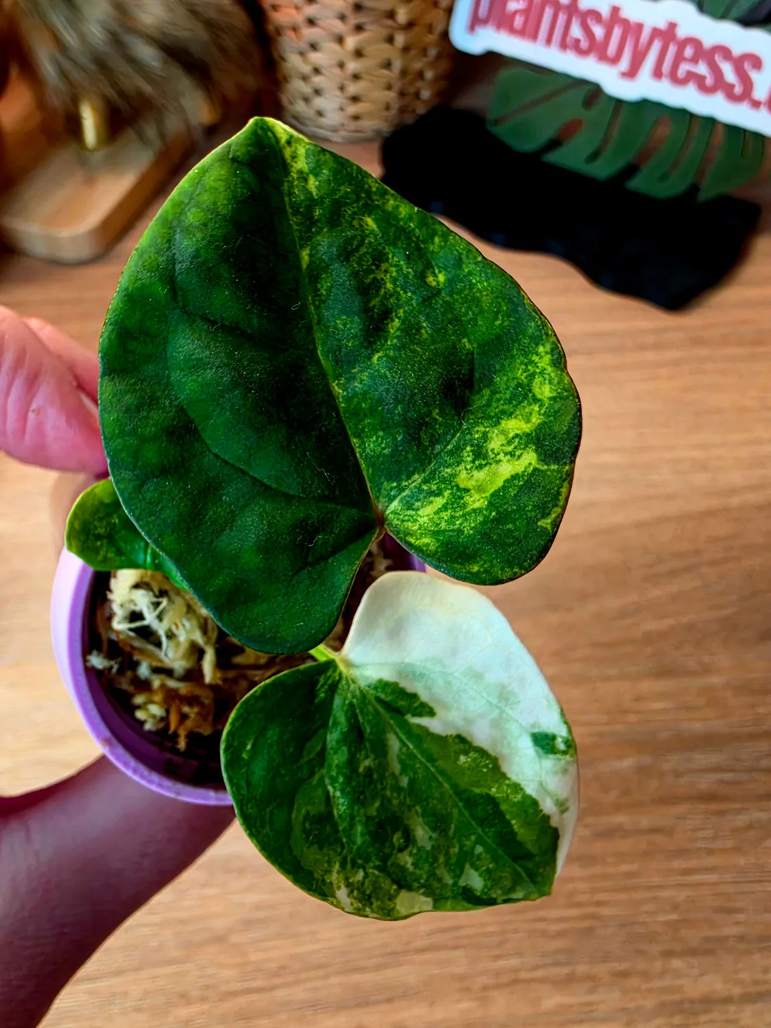 plant.ess Anthurium Portillae Open plante panachée #6 velours