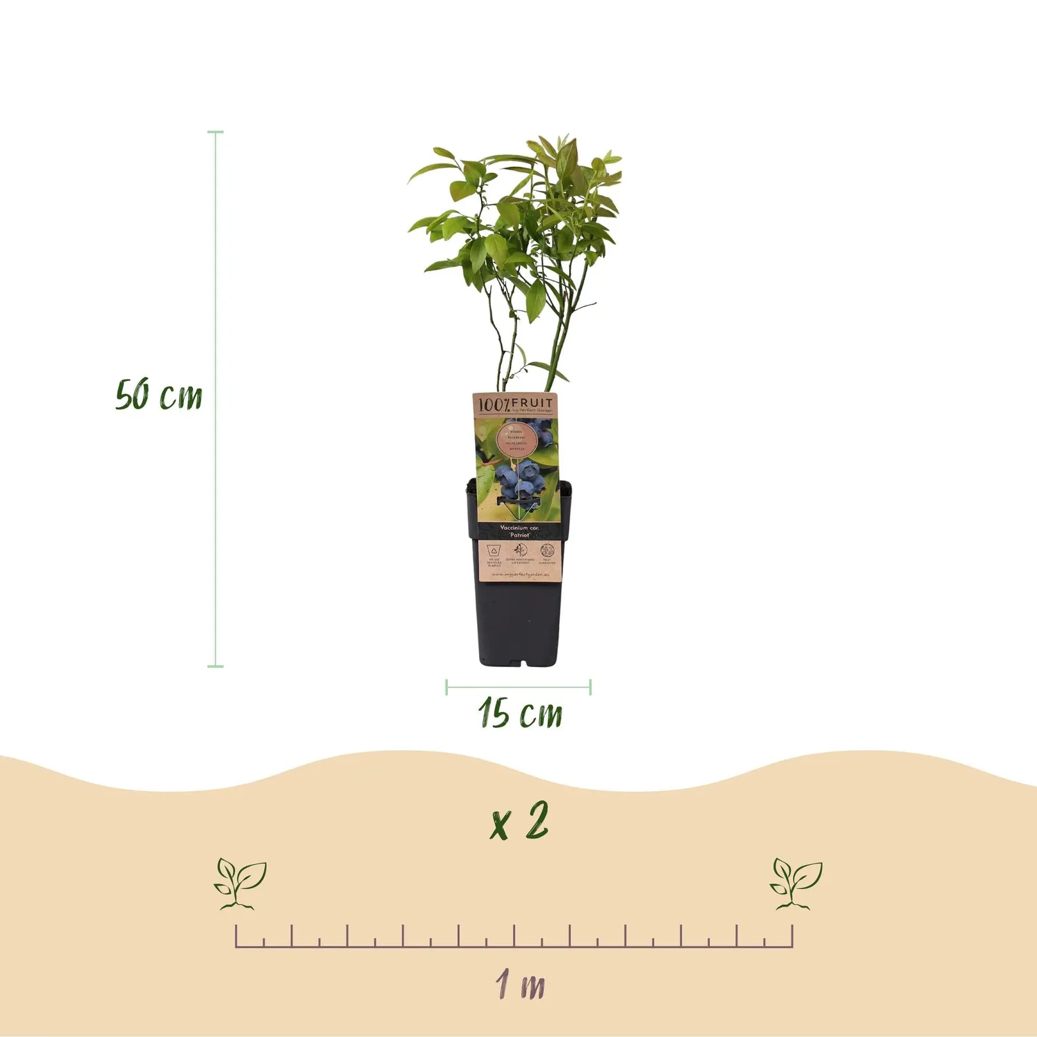 Plant and Stories Myrtillier Patriot arbuste lot 2 pots 15 cm