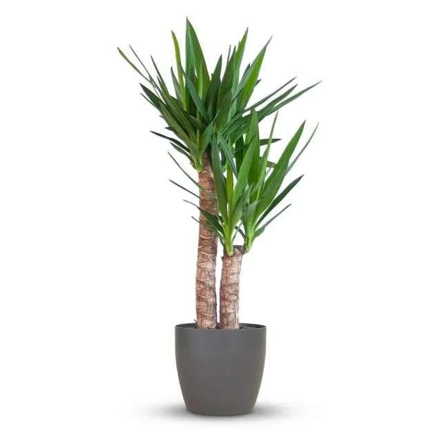 Plant and Stories Yucca Elephantipes plante pot 21 cm 80 cm facile