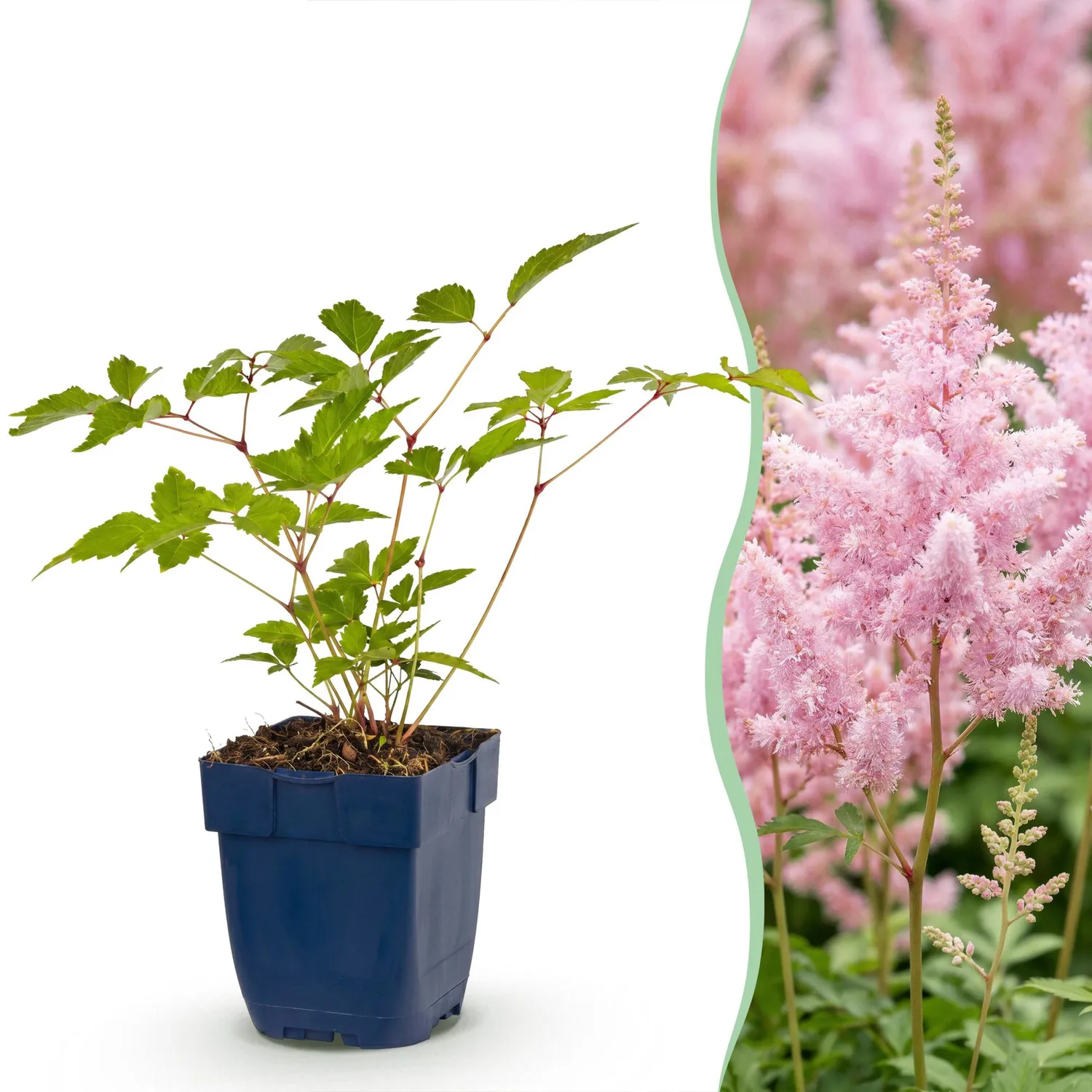 Plant and Stories Astilbe Europa vivace ombre pot 11 cm rose