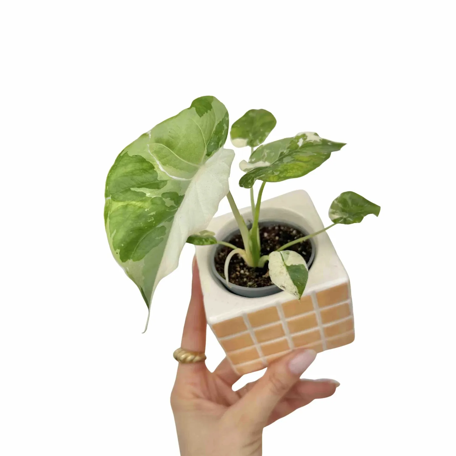 Plant and Stories Alocasia Gageana Albovariegata plante pot 6 cm