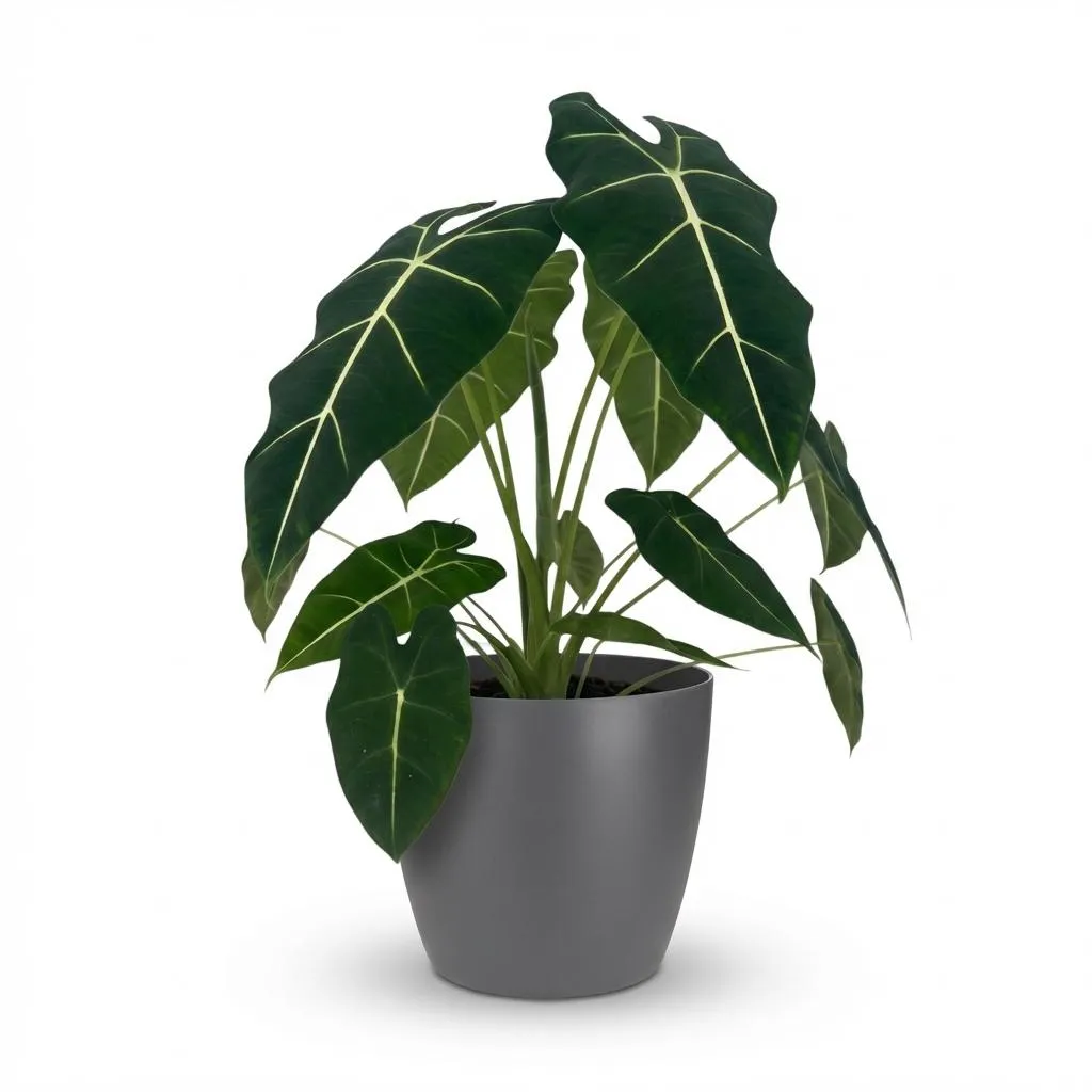 Plant and Stories Alocasia Frydek plante d’intérieur 60 cm velours