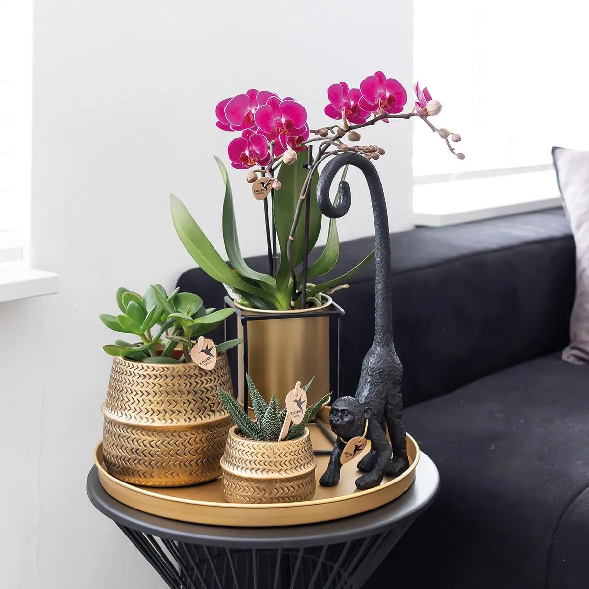 Plant and Stories Phalaenopsis Morelia Orchidée Duo Violet