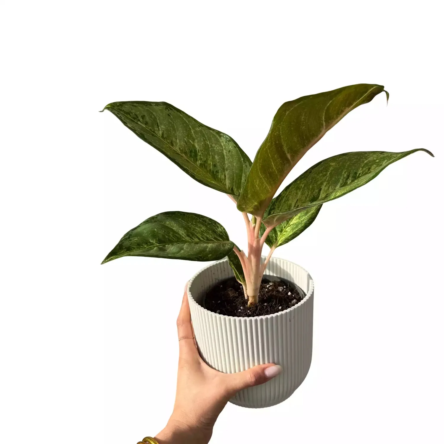 Plant and Stories Aglaonema Corn Silk plante pot 12 cm feuillage crème
