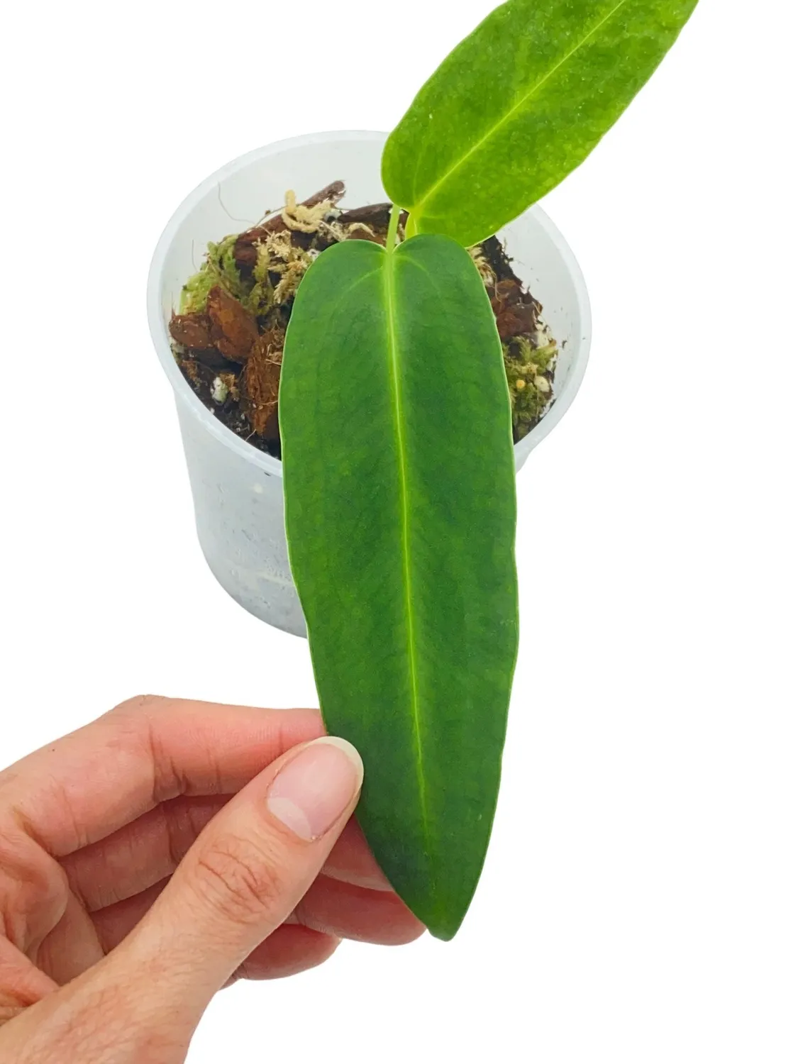 Plant and Stories Warocqueanum anthurium velours pot 6 cm