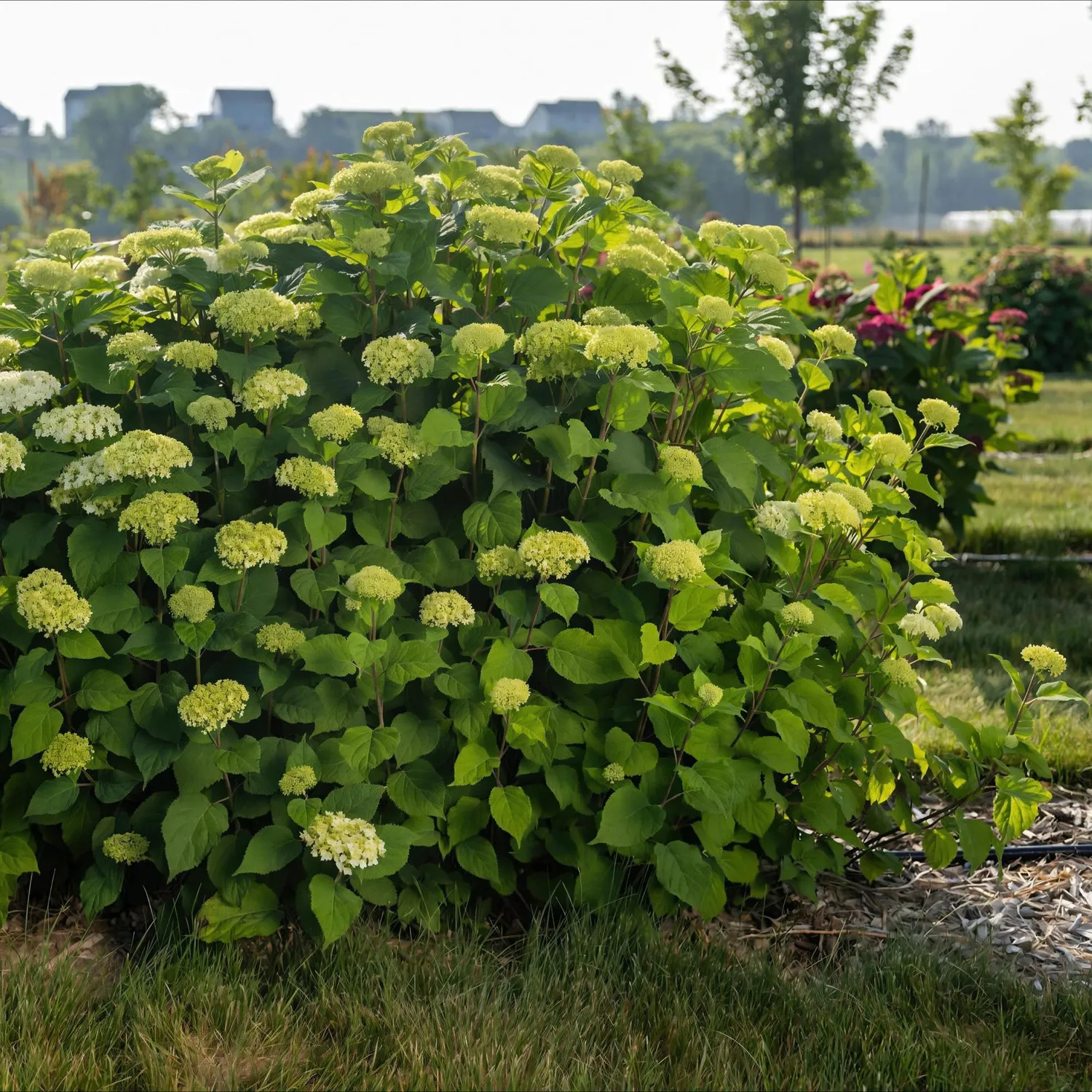 Plant and Stories FlowerWOW hortensia blanc pot 14 cm 1 plant